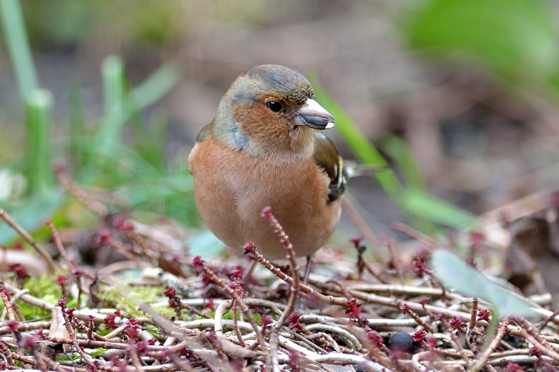 Vink